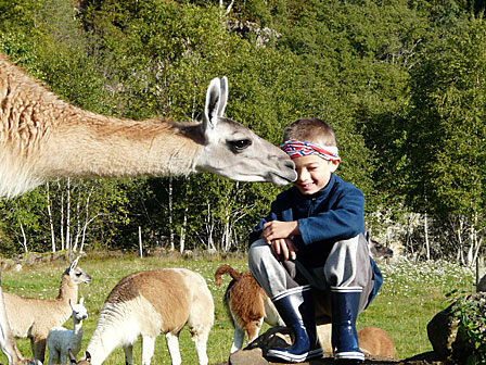 Skjolden Llamas