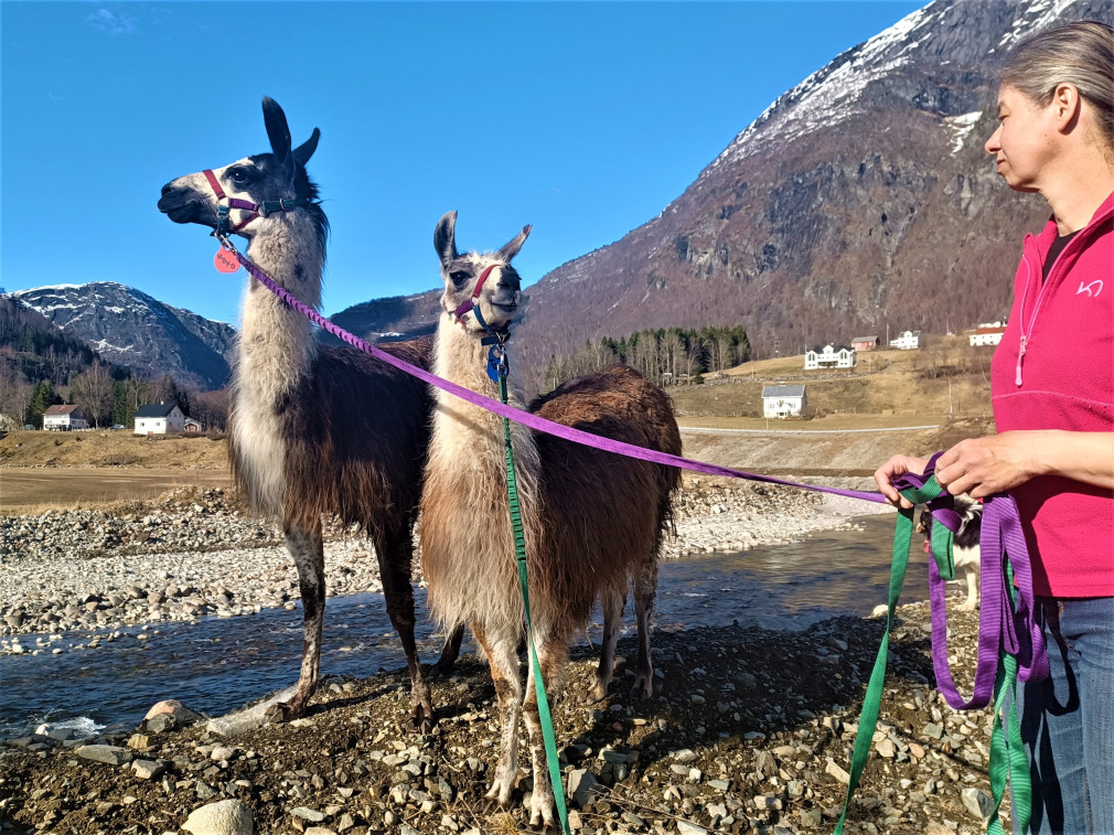 Skjolden Llamas